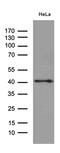 TATA-Box Binding Protein Associated Factor, RNA Polymerase I Subunit A antibody, MA5-27453, Invitrogen Antibodies, Western Blot image 