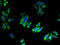 Plasmolipin antibody, A68154-100, Epigentek, Immunofluorescence image 