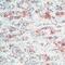 Prolactin antibody, MA5-11998, Invitrogen Antibodies, Immunohistochemistry frozen image 