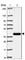 Transmembrane Protein 184C antibody, HPA054013, Atlas Antibodies, Western Blot image 