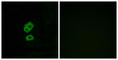 Olfactory Receptor Family 2 Subfamily T Member 10 antibody, abx015366, Abbexa, Western Blot image 