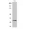 Eukaryotic Translation Initiation Factor 3 Subunit K antibody, LS-C383301, Lifespan Biosciences, Western Blot image 