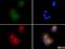 PYD And CARD Domain Containing antibody, NBP1-78978, Novus Biologicals, Immunofluorescence image 