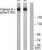 Filamin A antibody, TA313881, Origene, Western Blot image 