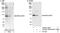 Ubiquitin Like With PHD And Ring Finger Domains 1 antibody, NB100-74597, Novus Biologicals, Western Blot image 