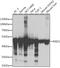 Enolase 1 antibody, GTX55604, GeneTex, Western Blot image 