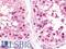 Tripartite Motif Containing 32 antibody, LS-B10897, Lifespan Biosciences, Immunohistochemistry paraffin image 