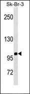 Radiation-inducible immediate-early gene IEX-1 antibody, orb100011, Biorbyt, Western Blot image 