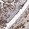 Yippee Like 3 antibody, NBP1-81237, Novus Biologicals, Immunohistochemistry paraffin image 