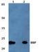 TM2 Domain Containing 1 antibody, A07739, Boster Biological Technology, Western Blot image 