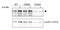 TBC1 Domain Family Member 4 antibody, ab65753, Abcam, Western Blot image 