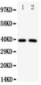 Interferon Regulatory Factor 2 antibody, PA5-79515, Invitrogen Antibodies, Western Blot image 