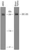 Lymphocyte antigen 75 antibody, AF5975, R&D Systems, Western Blot image 