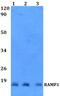 Receptor Activity Modifying Protein 1 antibody, PA5-75709, Invitrogen Antibodies, Western Blot image 