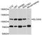 Solute Carrier Family 4 Member 5 antibody, A10436, ABclonal Technology, Western Blot image 