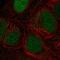 CTD Phosphatase Subunit 1 antibody, HPA070389, Atlas Antibodies, Immunocytochemistry image 