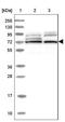 EHHADH antibody, NBP1-84915, Novus Biologicals, Western Blot image 