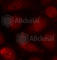 Protein Kinase C Beta antibody, AP0191, ABclonal Technology, Immunofluorescence image 