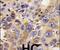 Histone Deacetylase 6 antibody, PA5-11240, Invitrogen Antibodies, Immunohistochemistry paraffin image 