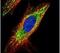 Cytochrome C Oxidase Subunit 4I1 antibody, PA5-29992, Invitrogen Antibodies, Immunofluorescence image 