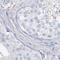 Taxilin Beta antibody, PA5-56461, Invitrogen Antibodies, Immunohistochemistry frozen image 