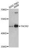 Substance-K receptor antibody, STJ25768, St John