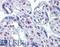 Serine/Threonine Kinase 17a antibody, LS-B4482, Lifespan Biosciences, Immunohistochemistry paraffin image 