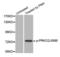 Protein Kinase C Theta antibody, LS-C335855, Lifespan Biosciences, Western Blot image 