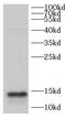 Coiled-Coil-Helix-Coiled-Coil-Helix Domain Containing 10 antibody, FNab01634, FineTest, Western Blot image 