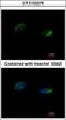 Homer Scaffold Protein 1 antibody, GTX103278, GeneTex, Immunofluorescence image 