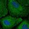 Codanin-1 antibody, HPA040787, Atlas Antibodies, Immunocytochemistry image 