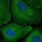 Codanin 1 antibody, HPA040787, Atlas Antibodies, Immunocytochemistry image 