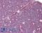 LCK Proto-Oncogene, Src Family Tyrosine Kinase antibody, LS-B8908, Lifespan Biosciences, Immunohistochemistry frozen image 