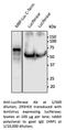 Luciferase antibody, AB0131-200, SICGEN, Western Blot image 