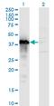 Transcription Elongation Factor A3 antibody, MA5-24565, Invitrogen Antibodies, Western Blot image 