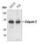 Calpain 2 antibody, PA5-17494, Invitrogen Antibodies, Western Blot image 