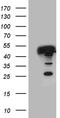 Glutaredoxin 3 antibody, TA811096S, Origene, Western Blot image 