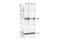 Insulin Like Growth Factor Binding Protein 5 antibody, 10941S, Cell Signaling Technology, Western Blot image 