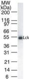 LCK Proto-Oncogene, Src Family Tyrosine Kinase antibody, NB100-56678, Novus Biologicals, Western Blot image 