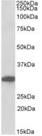 POU Class 6 Homeobox 1 antibody, AP32731PU-N, Origene, Western Blot image 