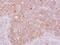 Rho GTPase Activating Protein 5 antibody, NBP2-20158, Novus Biologicals, Immunohistochemistry frozen image 