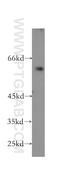 Cholecystokinin B Receptor antibody, 16549-1-AP, Proteintech Group, Western Blot image 