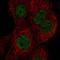 Hes Family BHLH Transcription Factor 7 antibody, HPA072105, Atlas Antibodies, Immunocytochemistry image 