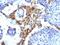 Napsin A Aspartic Peptidase antibody, GTX34888, GeneTex, Immunohistochemistry paraffin image 