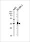 Annexin A2 antibody, MBS9212525, MyBioSource, Western Blot image 