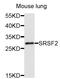 Serine/arginine-rich splicing factor 2 antibody, STJ25505, St John