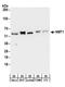 N-Myristoyltransferase 1 antibody, A304-253A, Bethyl Labs, Western Blot image 