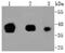POU Class 5 Homeobox 1 antibody, NBP2-67748, Novus Biologicals, Western Blot image 