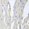 Pitrilysin Metallopeptidase 1 antibody, FNab06472, FineTest, Immunohistochemistry frozen image 