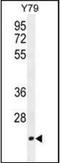 Transcription Elongation Factor A Like 3 antibody, orb178877, Biorbyt, Western Blot image 